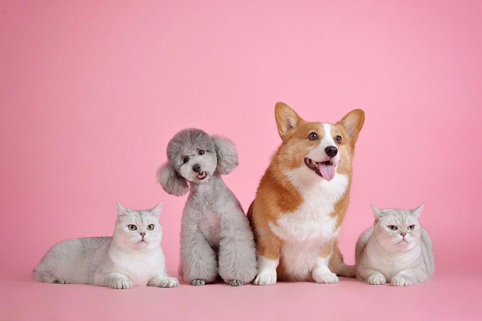 Paw-sitive ROI: How PPC Can Transform Your Sarasota Pet Grooming Business