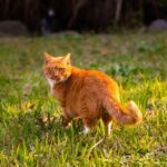 Paw-sitive Results: How PPC Advertising Can Fetch More Clients for Bradenton's Pet Trainers!