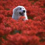 Paws It Forward: How SEO Can Help Your Bradenton Pet Grooming Business Thrive