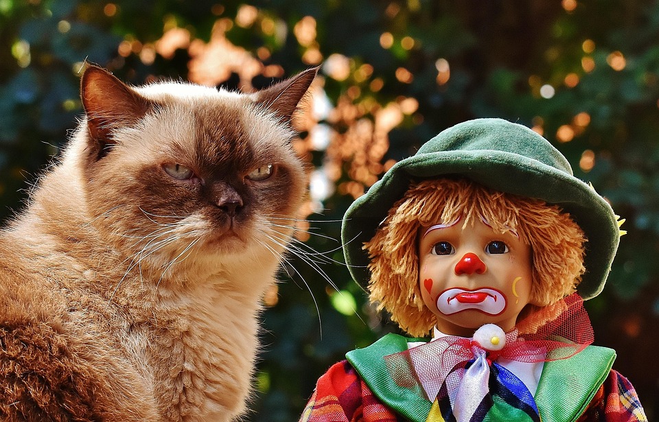Pawsitive Online Presence: Why SEO is Essential for Sarasota’s Pet Training Pros