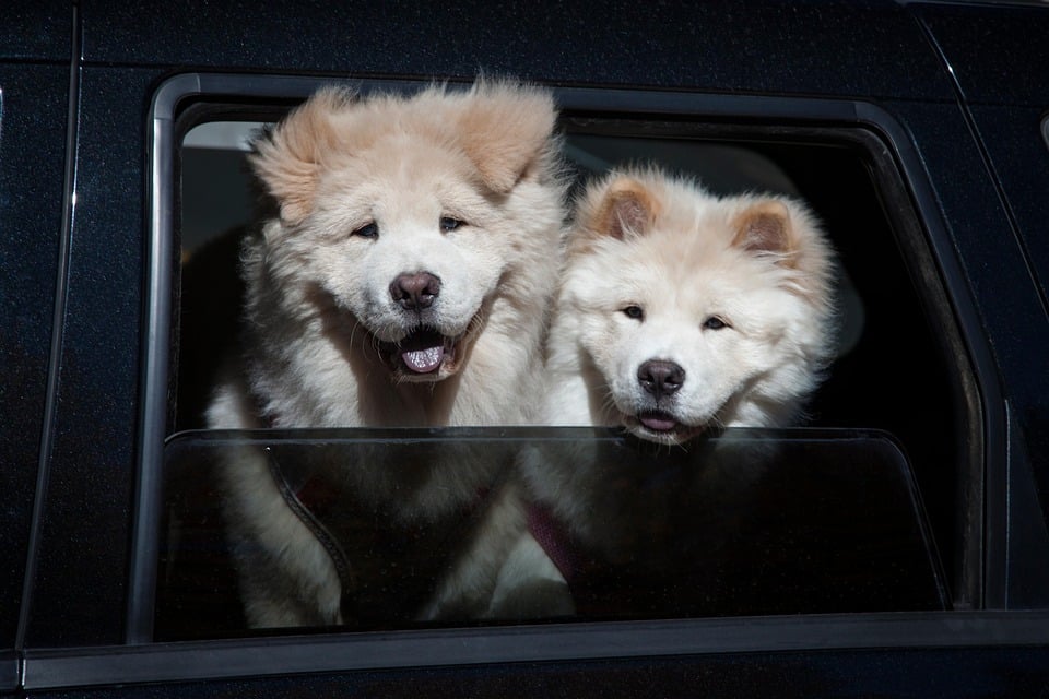 Pawsitive Returns: How PPC Advertising Can Elevate Your Sarasota Pet Training Business