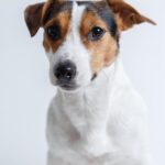 “Pawsitively Profitable: How SEO Can Boost Your Bradenton Dog Walking Business”