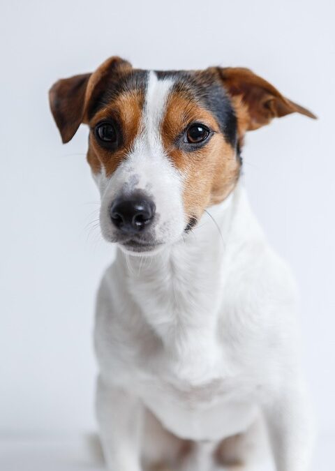 “Pawsitively Profitable: How SEO Can Boost Your Bradenton Dog Walking Business”