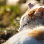 Pawsitively Profitable: How SEO Can Help Bradenton Pet Trainers Fetch More Clients!