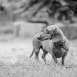 Pawsitively Visible: How SEO Can Boost Your Bradenton Pet Grooming Business