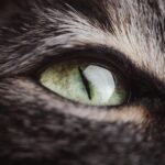 Penny for Your Paws: Maximizing Your Pet Training Business in Bradenton with Smart PPC Strategies