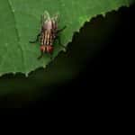 Pest Control Meets Precision Marketing: How PPC Can Revolutionize Your Business in Bradenton