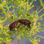 Pests are Everywhere—So Should Your Ads Be! Boosting Your Sarasota Pest Inspection Business with PPC