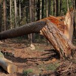 Repair, Restore, and Revenue: Unlock the Benefits of PPC for Bradenton’s Water Damage Experts