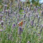 Revitalize Your Sarasota Day Spa: How PPC Can Turn Local Searches into Profitable Bookings