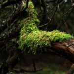 Rooted in Success: Elevate Your Sarasota Tree Service Business with SEO Strategies