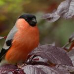 Rooted in Success: The Top 5 SEO Strategies for Bradenton Tree Service Companies