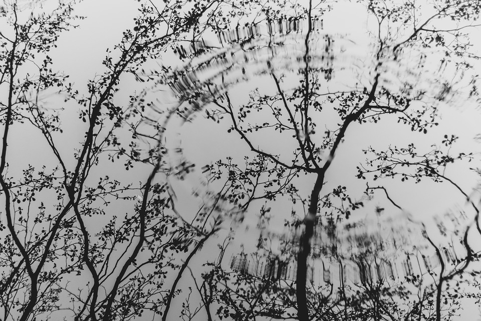 Rooting for Success: Unlocking the Power of PPC for Local Tree Services in Bradenton