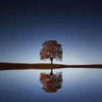 Roots of Success: Unlocking the Benefits of SEO for Your Bradenton Tree Service