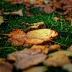 “SEO Tips for Bustling Bradenton Businesses: Boost Your Lawn Care Visibility and Client Base”