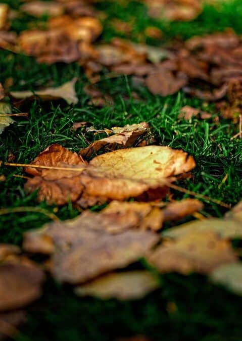 “SEO Tips for Bustling Bradenton Businesses: Boost Your Lawn Care Visibility and Client Base”