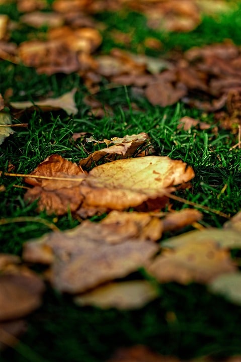 “SEO Tips for Bustling Bradenton Businesses: Boost Your Lawn Care Visibility and Client Base”