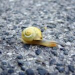 Sail Through Sarasota's Competitive Market: The Surprising Benefits of PPC for Local Movers