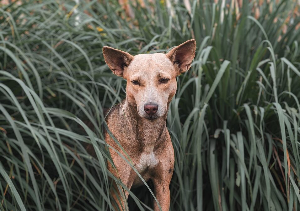 Sarasota’s Best-Kept Secret: Why Local SEO is a Game-Changer for Pet Boarding Services