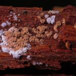 Say Goodbye to Mold and Hello to Customers: How PPC Can Elevate Your Sarasota Business!