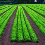 Sculpting Success: Why Every Bradenton Land Grader Should Invest in PPC Today!