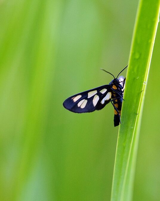 Seal the Deal: Why Bradenton Window Replacers Can't Afford to Ignore PPC Advertising