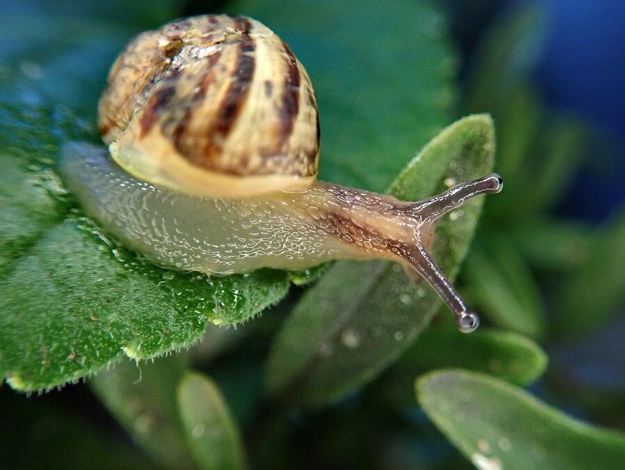 Search No More: Why Sarasota Pest Inspectors Need PPC to Catch Every Customer Opportunity