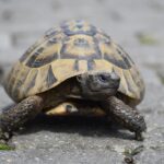 Septic Success: 5 SEO Strategies Every Bradenton Business Owner Should Know