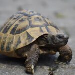 Septic Success: How Targeted PPC Campaigns Can Boost Your Bradenton Business Visibility