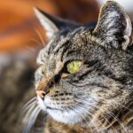 Sitting Pretty: How Local Pet Trainers in Sarasota Can Boost Their Business with Smart PPC Strategies