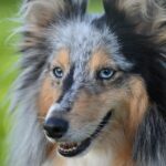 Sniffing Out Success: Why Every Sarasota Pet Groomer Needs a PPC Strategy