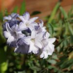 Soothing Your Online Presence: How SEO Can Elevate Your Sarasota Day Spa