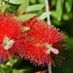 Sparkling Success: How PPC Advertising Can Transform Your Sarasota House Cleaning Business