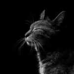 Stay Ahead in Sarasota: Why Every Siding Contractor Should Embrace SEO for Growth