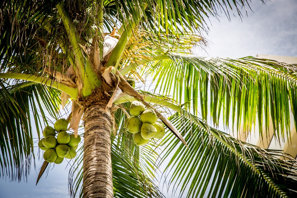 Stay Ahead of the Competition: How SEO Can Elevate Your Tree Service in Bradenton