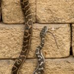 Step Up Your Game: How PPC Advertising Can Transform Your Bradenton Carpet Cleaning Business