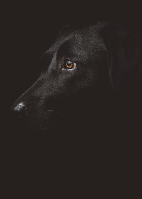 Step into Success: How PPC Advertising Can Elevate Your Bradenton Dance Studio