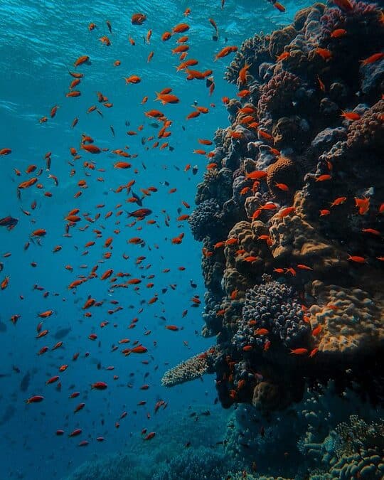 Striking a Chord with Customers: The Essential Guide to SEO for Bradenton’s Music Schools