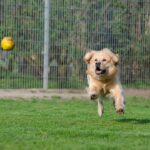 Tag, You’re It! How SEO Can Put Your Bradenton Pet Boarding Business on the Map