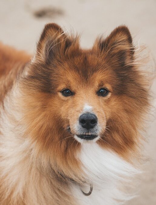 Tail-Wagging Results: How Local SEO Can Boost Your Pet Training Business in Sarasota!
