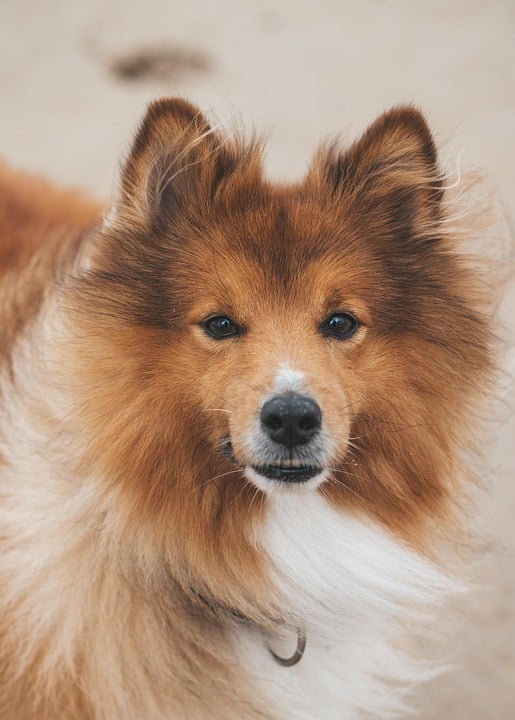 Tail-Wagging Results: How Local SEO Can Boost Your Pet Training Business in Sarasota!