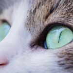 Tail-Wagging Results: How PPC Advertising Can Transform Your Sarasota Pet Grooming Business