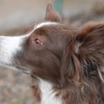 Tails of Online Success: How Local SEO Can Transform Your Bradenton Dog Walking Service