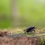 Targeting Sarasota: How Local PPC Campaigns Can Help Your Pest Inspection Business Thrive
