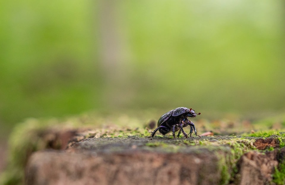 Targeting Sarasota: How Local PPC Campaigns Can Help Your Pest Inspection Business Thrive