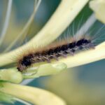 The Online Advantage: How Effective SEO Can Keep Your Pest Inspection Business at the Top in Bradenton