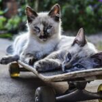 Train Hard, Rank Harder: Why SEO is the Secret Weapon for Pet Trainers in Bradenton!