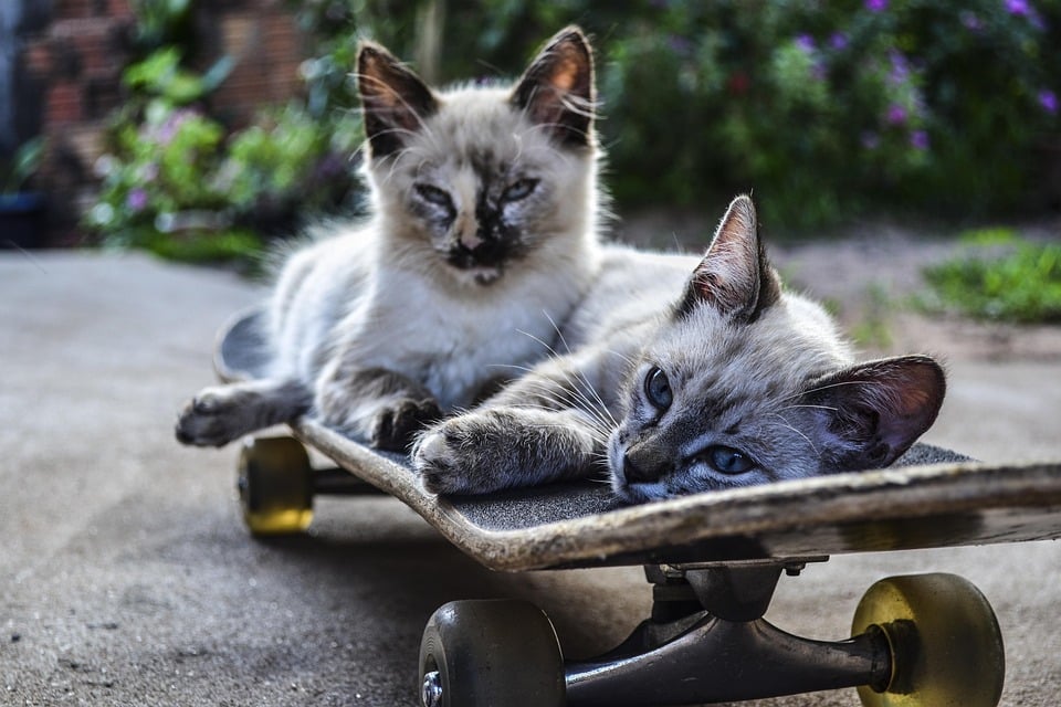 Train Hard, Rank Harder: Why SEO is the Secret Weapon for Pet Trainers in Bradenton!