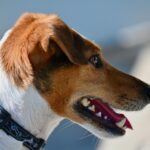 Train Your Budget: Maximizing ROI with PPC Ads for Sarasota's Pet Training Professionals