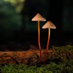 Transform Your Flooring Business: How PPC Can Put Bradenton Installers on the Map!